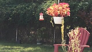 Hummingbird along