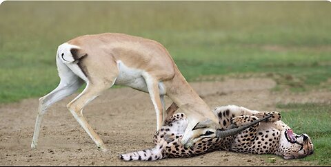 WORLD’S FASTEST ANIMALS FAIL! Grant’s Gazzele Take Down Cheetah With Horns, Lion Hunt Fail