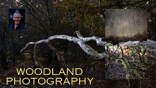 woodland and landscape photography in the forest of dean .with autumn colours shining through