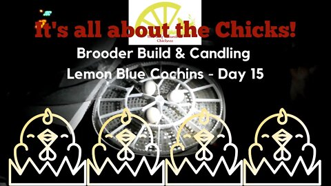 It's all about the Chicks! ~ Brooder Build & Day 15 Candling Lemon Blue Cochins.