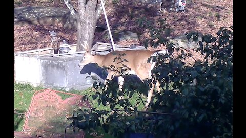 Young Buck Walks through the yard eating apples Part Two.