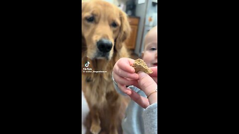 Kid feeding dog