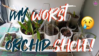 My WORST orchid shelf | Mites? Thrips? | I am loosing this battle! 😢😩 #ninjaorchids