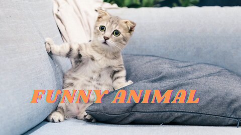 Funny Animal Videos 2023 | Cat's and Dog's