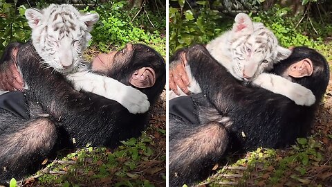 Baby monkey snuggles with royal white tiger
