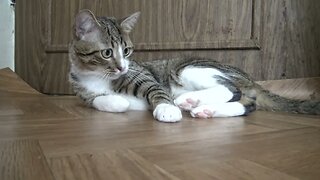 Funny Cat Reaction to a Paper Ball