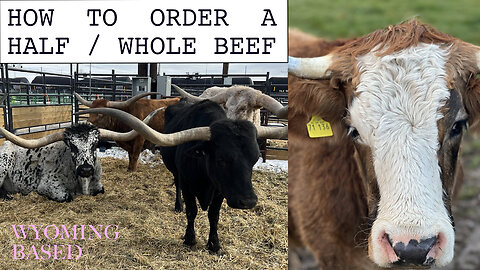 How to order bulk beef for the 1st time. 5 steps. Detailed video explanation. Buy local.