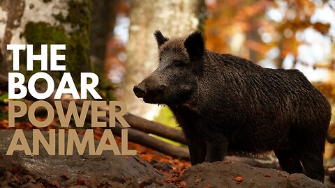 The Boar Power Animal