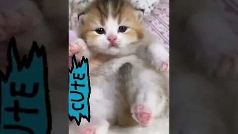 cute cat videos 😹 funny videos 😂 1169😻 #shorts