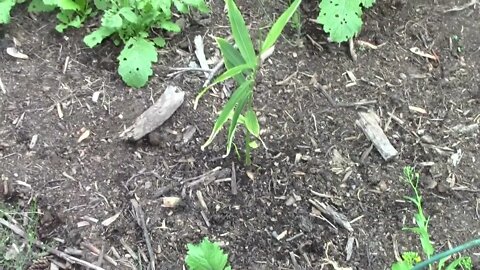 Growing Ginger in zone 6 update #1 June 3 2022