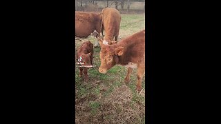 Baby bull calf with big sister Swiss.