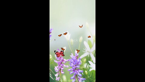 Unknown Butterfly