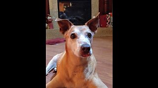 How I Cured My Dog from Cancer Part 2