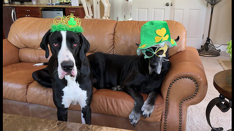 Funny Great Danes & Cat Go Green & Get Ready For St Patrick's Day