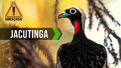 Aves Ameaçadas de Extinção no Brasil - JACUTINGA Ameaçada de EXTINÇÃO!⚠