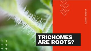 Trichomes Are Not Roots #shorts