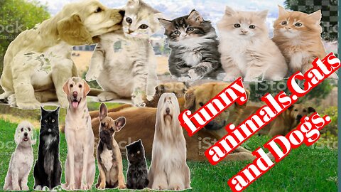 Funny Animals Funniest Cats and Dogs Video
