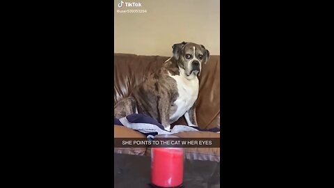Hilarious Dogs: When Your Furry Friend is Funnier Than You