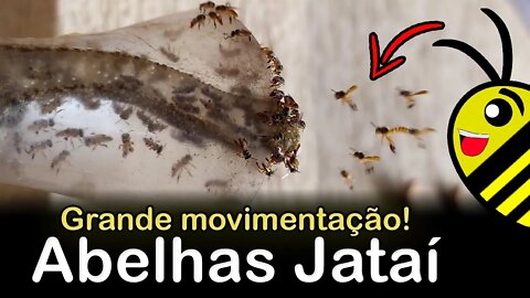 Abelhas Jataí soltando enxame e agitadas na frente da caixa