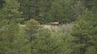 Highlands Ranch Backcountry Wilderness Area: Home to biking, running, hiking and world-class elk hunting