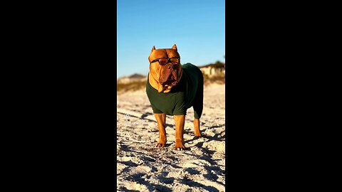 MASSIVE Pit Bull models his new beach jacket 🦁☀️👓