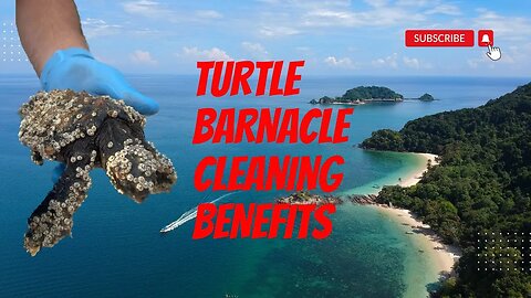 🐢🚫🐚 Benefits of Removing Barnacles from Sea Turtles