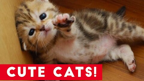 Cute Cats Compilation | Best Cute Cat Videos Ever 2021