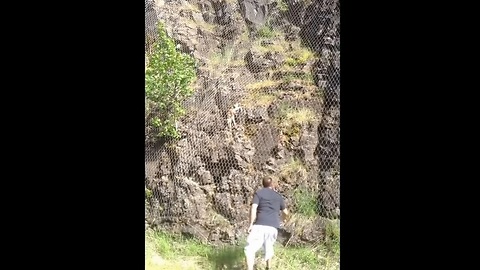 Hero Saves Baby Deer Stuck In Boulder Catch Fence