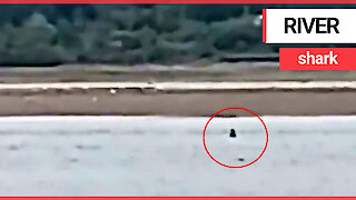 Holidaymaker claims to have shot footage of a large shark fin swimming up British river