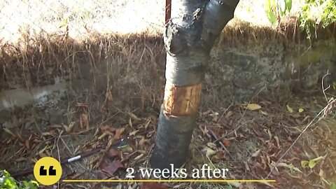 Killing two cherry trees without chemicals (P2)