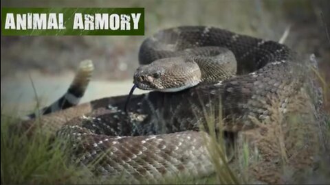 Documentary: Animal Armory - Lethal Poison. Venom. Spits and Stings
