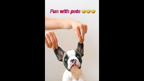 #Lovely pets # spreading laughter 😆 ❤️❤️|| You’d love these moments with them 😱😱 |