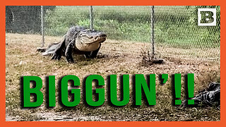 Big Boy Approaching! Florida County Sheriff Deputies Nab Monster Gator