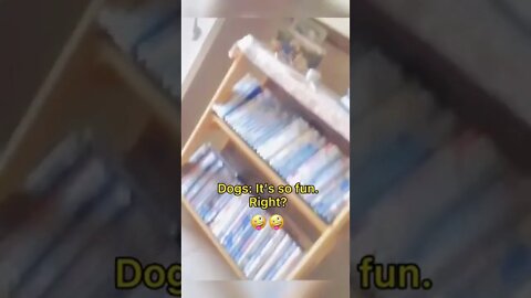 The Dog May Be Beaten By Cats 🤣- Funny Dog Video