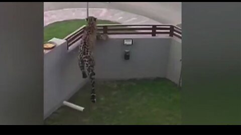 leopard Attacked on Islamabad city