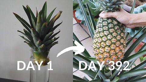 How to grow pineapple from crown to harvest- Part 2 (9months to harvest)