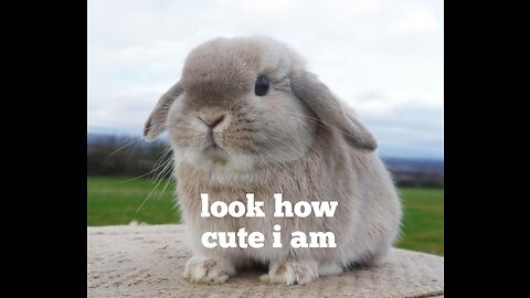 this bunny rabbit is really very cute