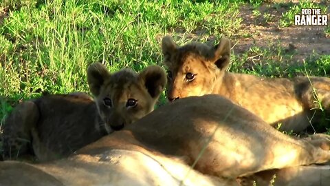 Lioness And Cubs (MiniPogs) | Archive Lion Footage