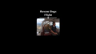 Flying rescue dogs