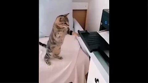 Funniest Dogs And Cats - Best Of The 2022 Funny Animal Videos #26