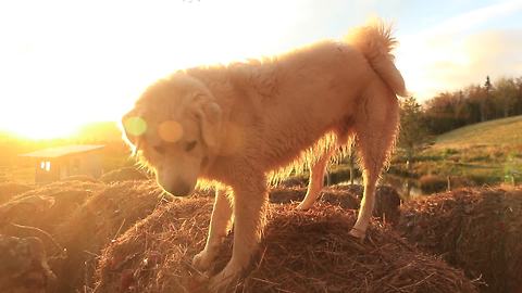 Bale-jumping guard dogs are living the dream