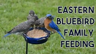 A Family of Eastern Bluebirds Feeding on Mealworms