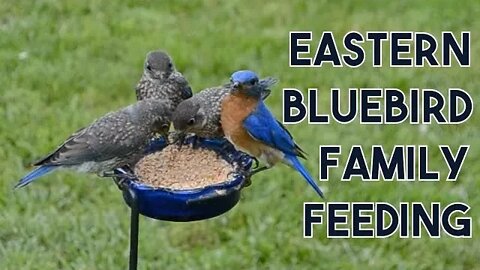 A Family of Eastern Bluebirds Feeding on Mealworms