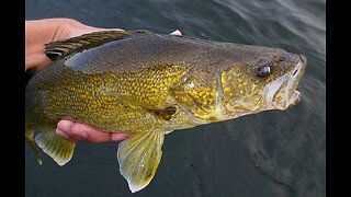 SPRING WALLEYE Fishing BEFORE A STORM!