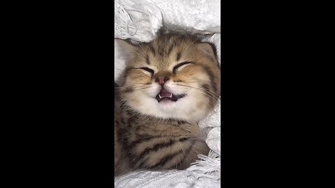 Kitten sleeping so cute. Baby