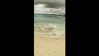 when sharks attack a stingray #shark #sharks #ocean #sharkweek #underwater