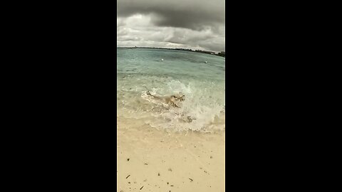 when sharks attack a stingray #shark #sharks #ocean #sharkweek #underwater