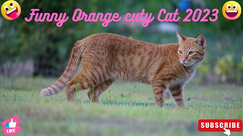 Funny Orande cuty cat 2023