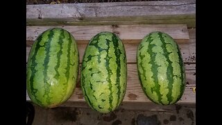 Making Watermelon Into Wine Part #1 - Don't do what I did...
