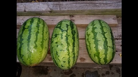 Making Watermelon Into Wine Part #1 - Don't do what I did...